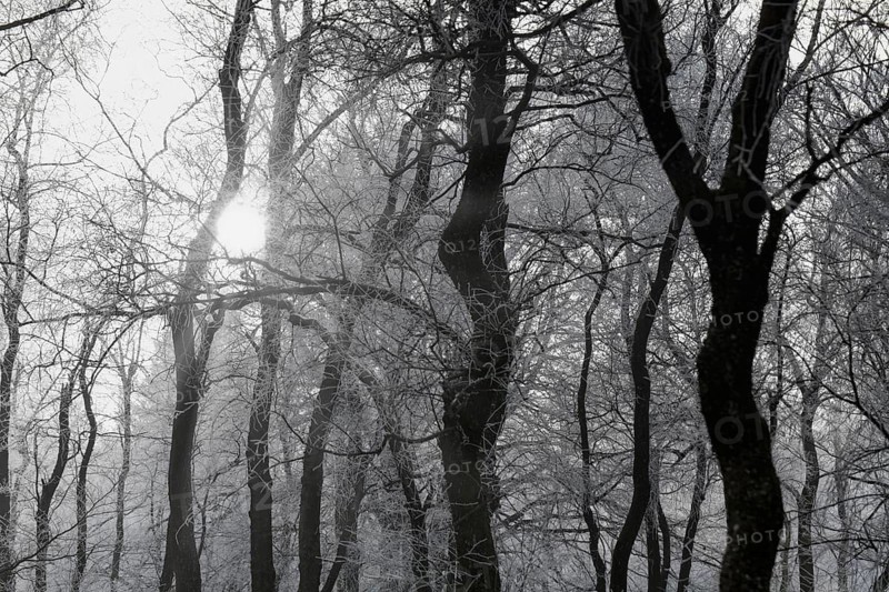 Hoarfrost on trees