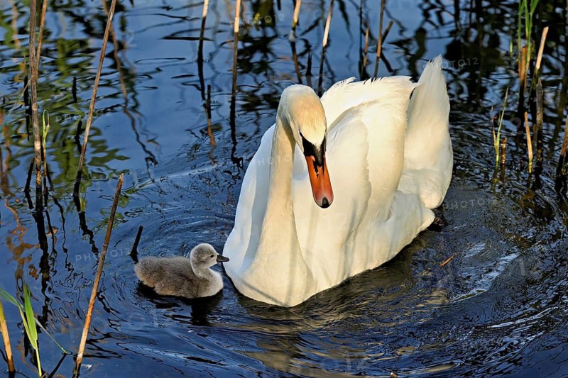 Mute swan (Cygnus olor), male with chicks swimming in Lake Zug, Canton Zug, Switzerland