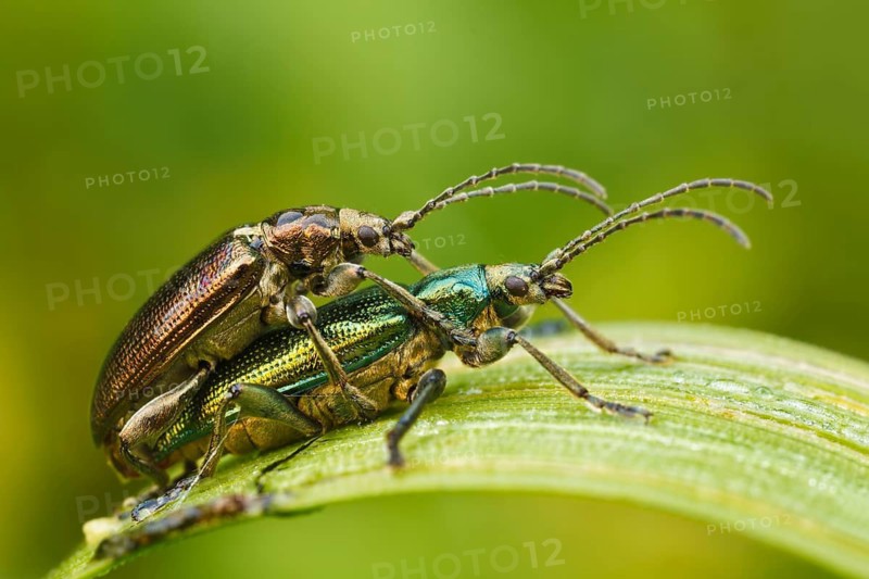 Seidiger Rohrkäfer Paarung, Plateumaris sericea Beetles mating, Plateumaris sericea