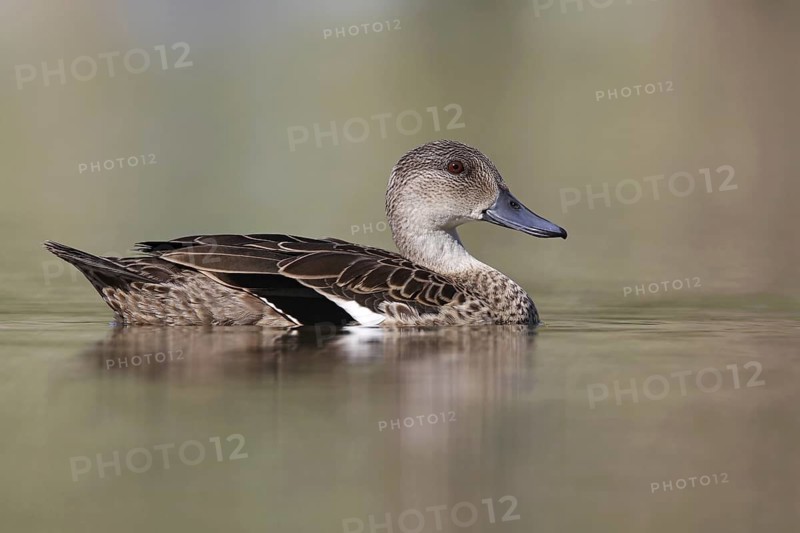 Grey Teal (Anas gracilis), New South Wales, Australia