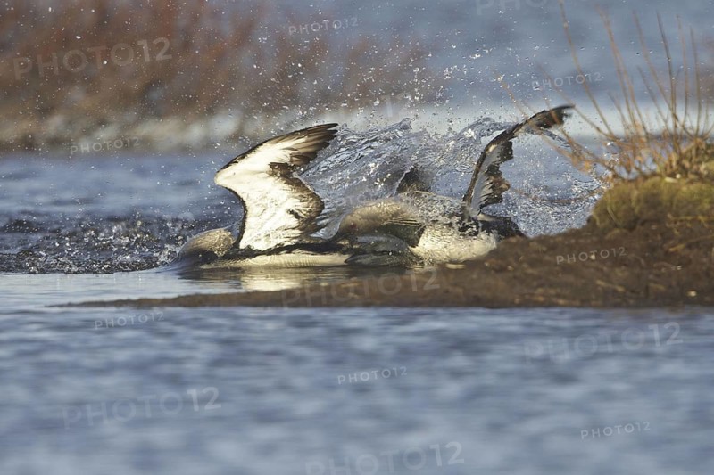 Pacific Loon (Gavia pacifica) mating, Manitoba, Canada
