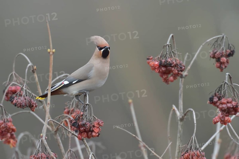 Bohemian Waxwing (Bombycilla garrulus), North Rhine-Westphalia, Germany