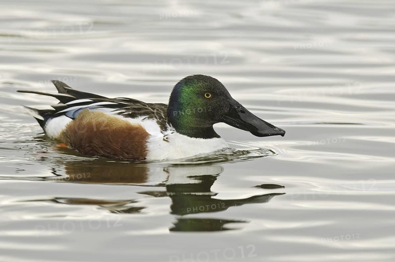 Northern Shoveler (Spatula clypeata) male, Arizona, USA