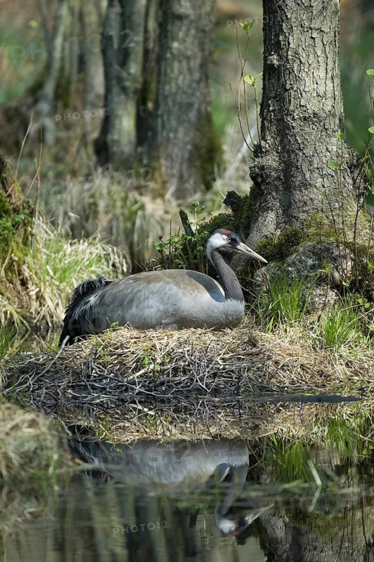Common Crane (Grus grus) nest, Mecklenburg-Western Pomerania, Germany