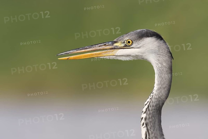 Grey Heron (Ardea cinerea), Eilat, Israel, Germany