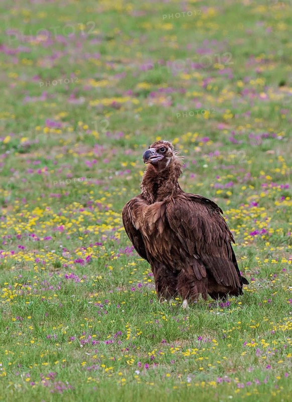 Cinereous Vulture (Aegypius monachus) in flowering grass steppe, Bulgan Aimag, Mongolia