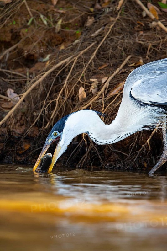 Cocoi Heron (Ardea cocoi) Pantanal Brazil