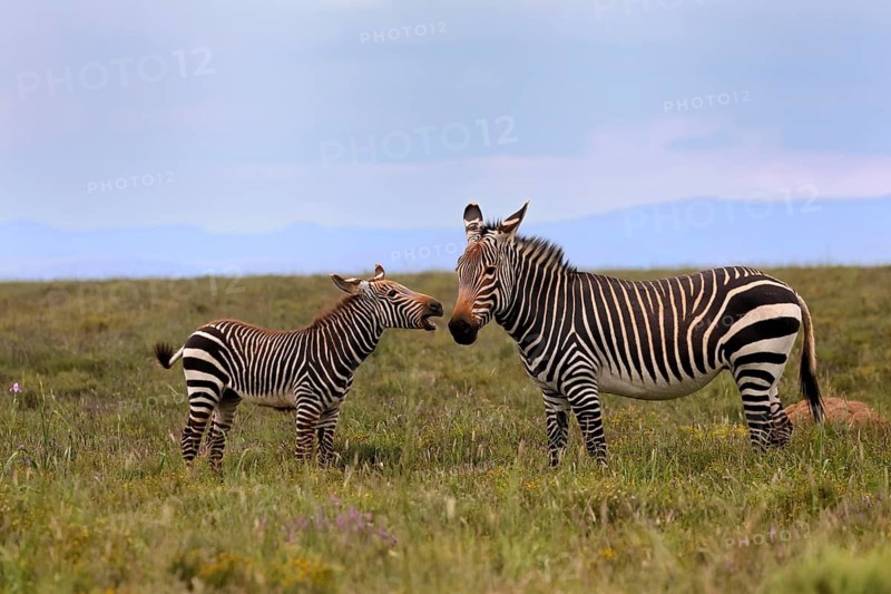 Cape Mountain Zebra (Equus zebra), adult, female, mother, juvenile, social behaviour, Mountain Zebra National Park, Eastern Cape, South Africa