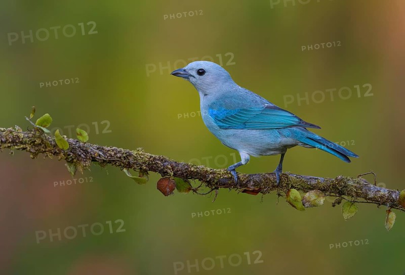 Blue-gray Tanager (Thraupis episcopus) - at Laguna Lagarto Lodge near Boca Tapada, Costa Rica