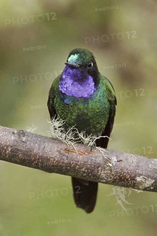 Purple-throated Sunangel (Heliangelus viola), Ecuador