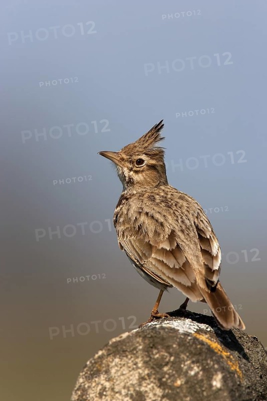 Crested Lark (Galerida cristata), Germany
