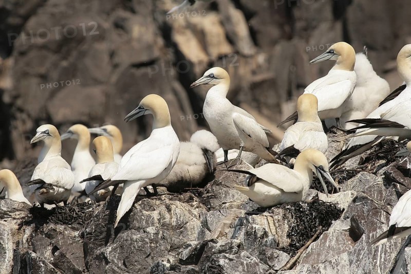 Northern Gannet (Morus bassanus), Scotland, United Kingdom