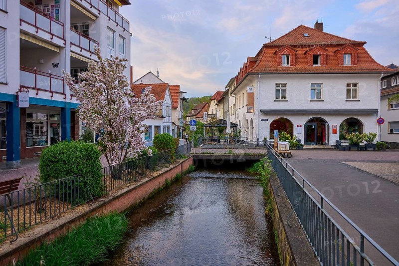 City view with half-timbered houses, a canal and a blooming spring atmosphere, spa town of Bad Orb, Spessart nature park Park, Main Kinzig district, Hesse, Germany