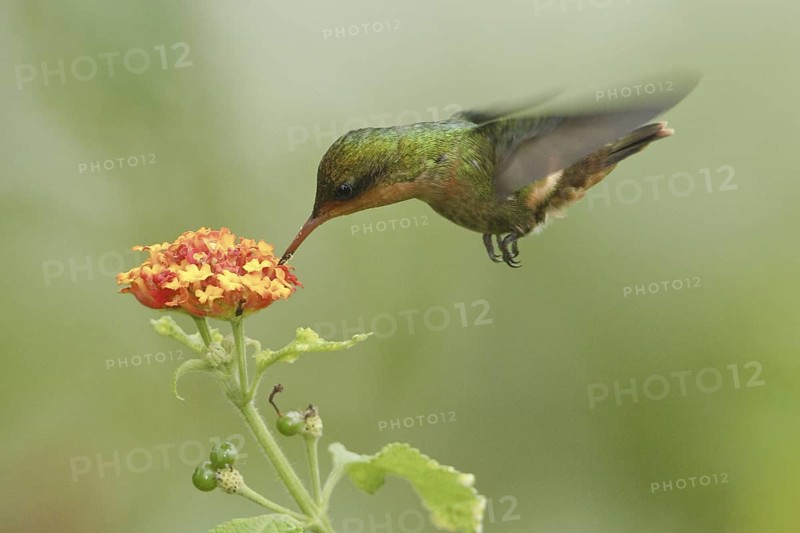 Rufous-crested Coquette (Lophornis delattrei), Trinidad and Tobago
