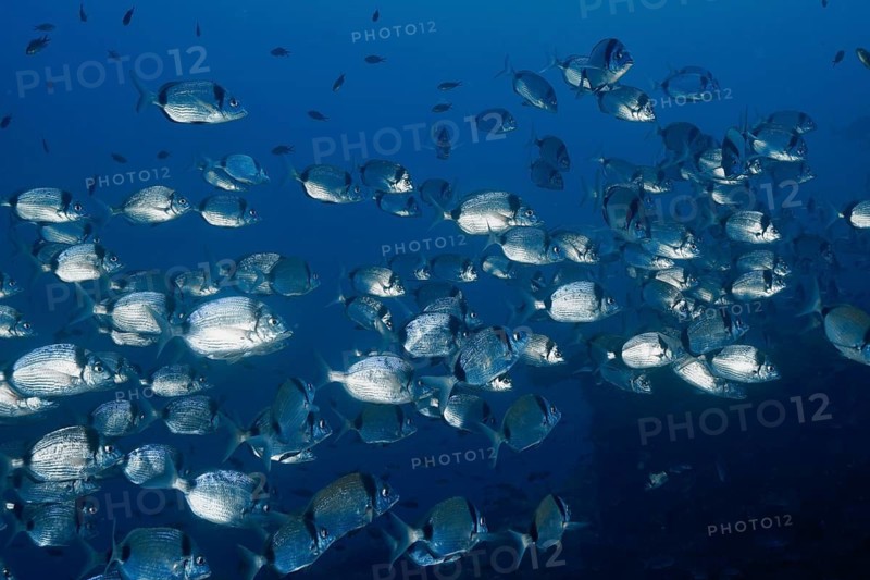 A school of silver fish, two-banded seabream (Diplodus vulgaris), swimming densely packed in the deep blue sea, dive site peninsula Giens, Mediterranean Sea, Porquerolles, Provence, Côte d'Azur, France