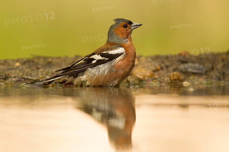 Common Chaffinch (Fringilla coelebs) male at waterhole, Serbia