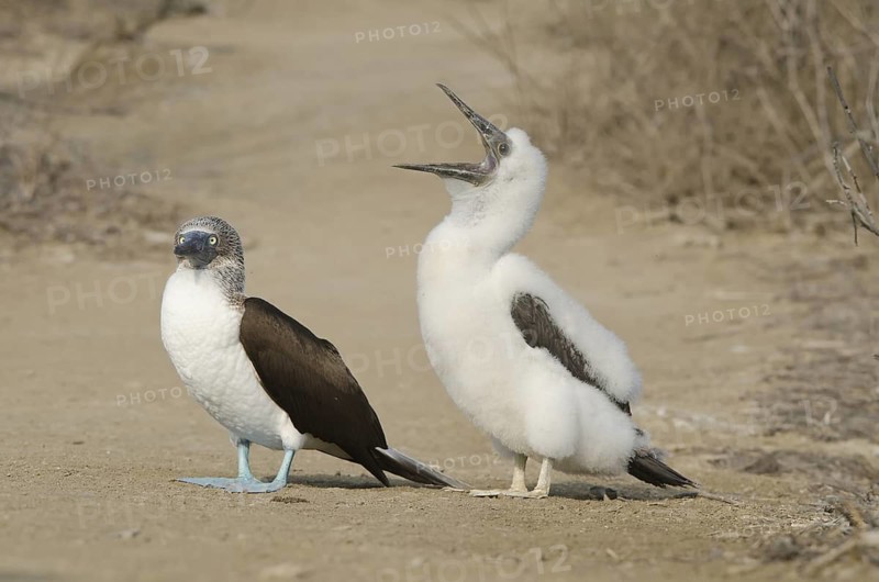A parent Blue-footed Booby looks on, while it's baby begs for food
