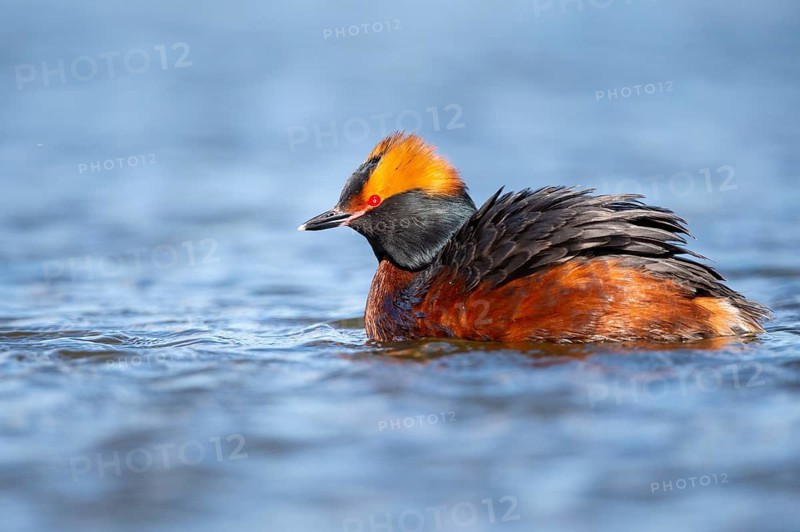 Slavonian grebe (Podiceps auritus) swimming on a lake, Västergötland, Falköping, Sweden