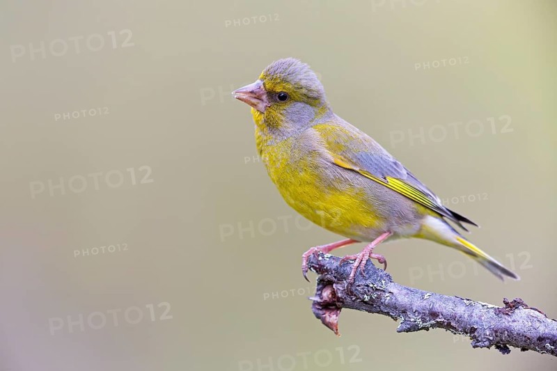 Greenfinch, (Carduelis chloris), Chloris chloris, animals, birds, subfamily of goldfinches and finches, Varanger Bird Park, Finnmark, Norway
