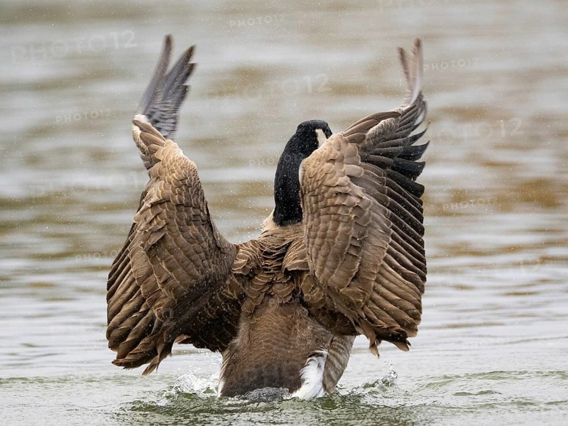 A Canada goose flaps its wings after plumage care, Ümminger See, Bochum, North Rhine-Westphalia, Germany
