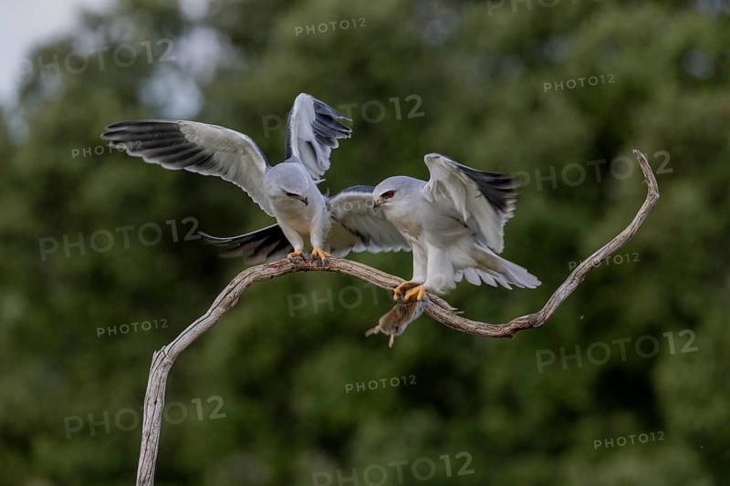 Slider (Elanus caeruleus), pair, with vole, Extremadura, Spain