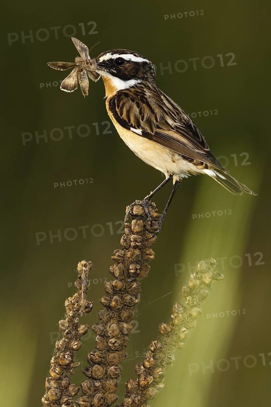 Whinchat (Saxicola rubetra) with insect in beak, Castile, Spain