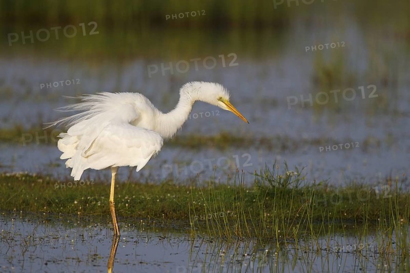 Great Egret (Ardea alba) foraging, Greece