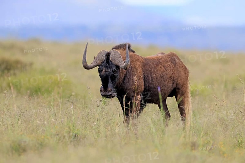 White-tailed wildebeest (Connochaetes gnou), adult, alert, foraging, Mountain Zebra National Park, Eastern Cape, South Africa