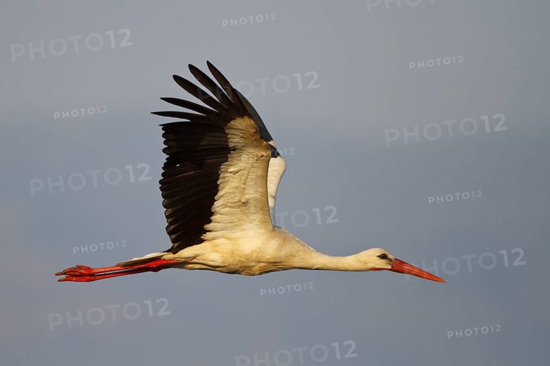 White Stork (Ciconia ciconia) flying, North Rhine-Westphalia, Germany