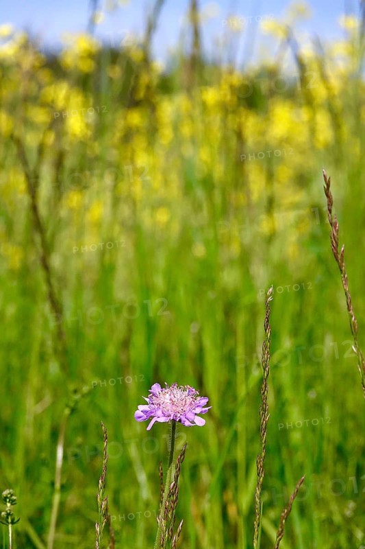 Meadow in spring, May, Germany
