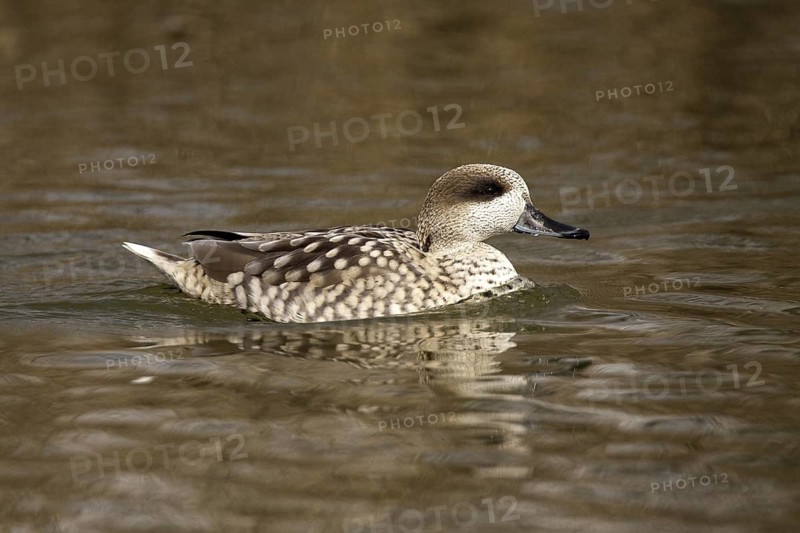 Marbled Duck (Marmaronetta angustirostris), Castile-La Mancha, Spain