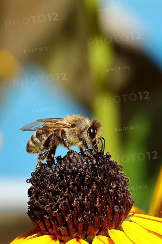 European honey bee (Apis mellifera), collecting nectar from a flower of yellow coneflower (Echinacea paradoxa), Wilden, North Rhine-Westphalia, Germany