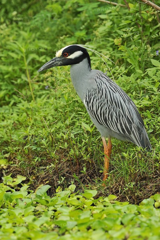 Yellow-crowned Night Heron (Nyctanassa violacea), Texas, USA
