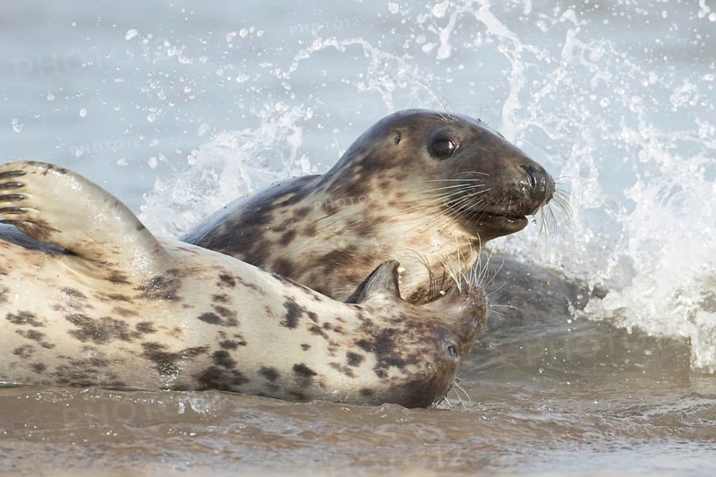 Atlantic grey seal (Halichoerus grypus) two adult animals in love courting in the breaking waves of the sea on a seaside beach, England, United Kingdom