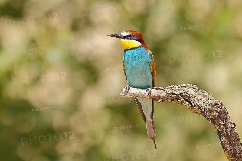 European bee-eater (Merops apiaster) sitting on a branch, Lake Neusiedl, Burgenland, Austria