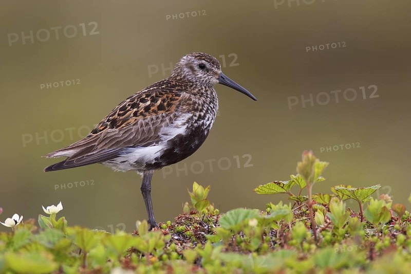 Dunlin (Calidris alpina), Varanger, Norway