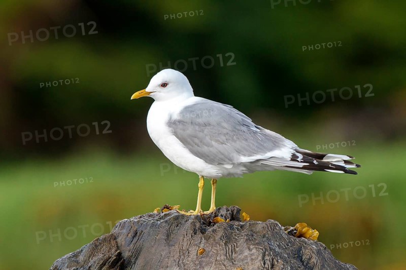 Mew Gull (Larus canus), British Columbia, Canada