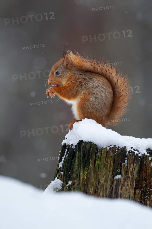 Red squirrel (Sciurus vulgaris) adult animal feeding on a nut on a tree stump covered in snow in winter, Scotland, United Kingdom