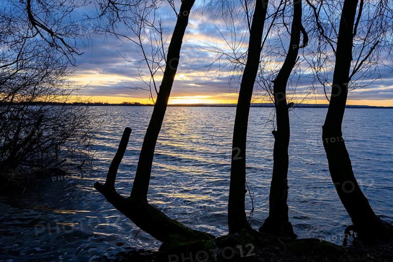 Sunrise with reeds in morning light at Dümmer See, Lower Saxony, Lembruch, Lower Saxony, Germany