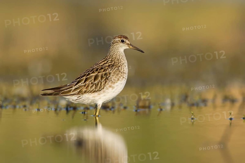 Sharp-tailed Sandpiper (Calidris acuminata), Victoria, Australia