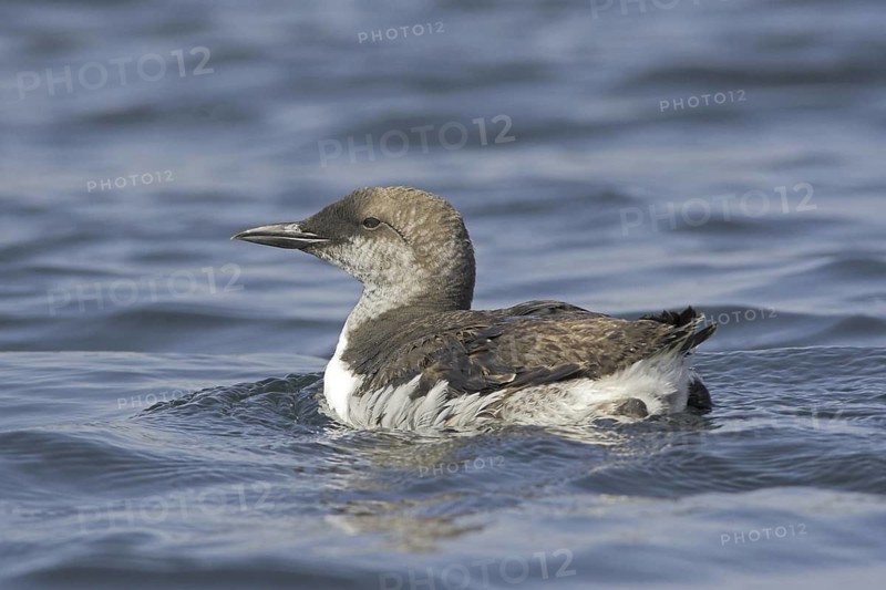 Common Murre (Uria aalge), Newfoundland, Canada