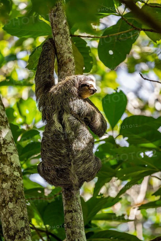 Brown-throated sloth (Bradypus variegatus) on a branch, Cahuita National Park, Costa Rica