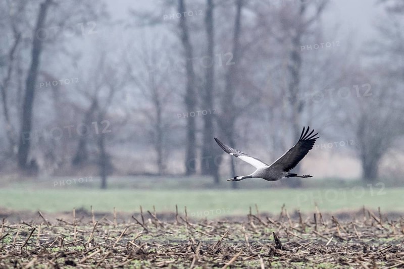 Cranes (Grus grus), flying, Fischerhuder Wümmeniederung, Lower Saxony, Germany