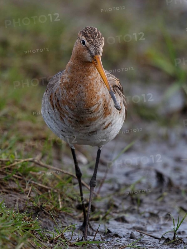 Black-tailed Godwit (Limosa limosa), Netherlands