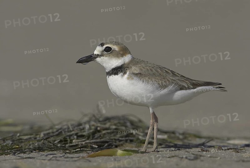 Wilson's Plover (Charadrius wilsonia), Florida, USA