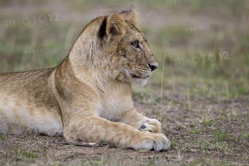 African Lion (Panthera leo) cub lying alone on the ground, Masai Mara, Kenya