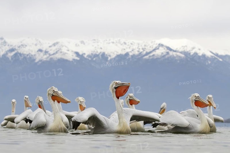Dalmatian Pelican (Pelecanus crispus), Lake Kerkini, Greece