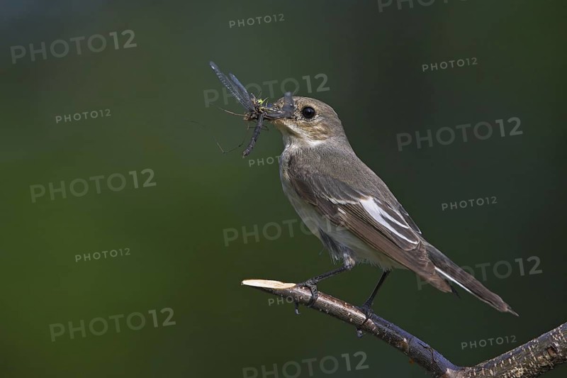 European Pied Flycatcher (Ficedula hypoleuca) female, Rhineland-Palatinate, Germany