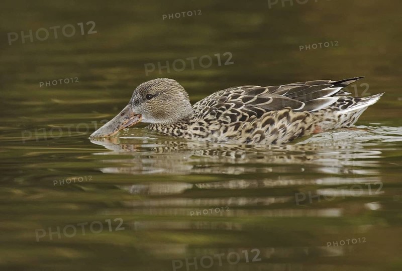 Northern Shoveler (Spatula clypeata) female, Arizona, USA