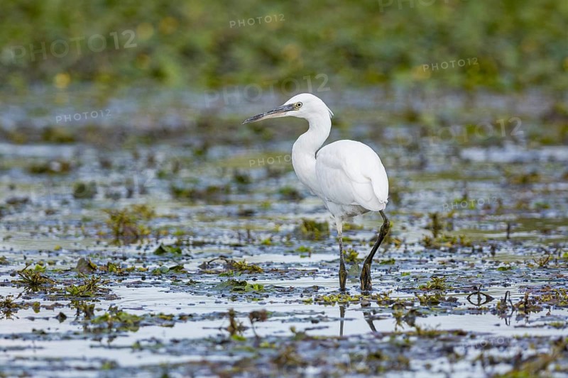 Little Egret (Egretta garzetta) Hungary